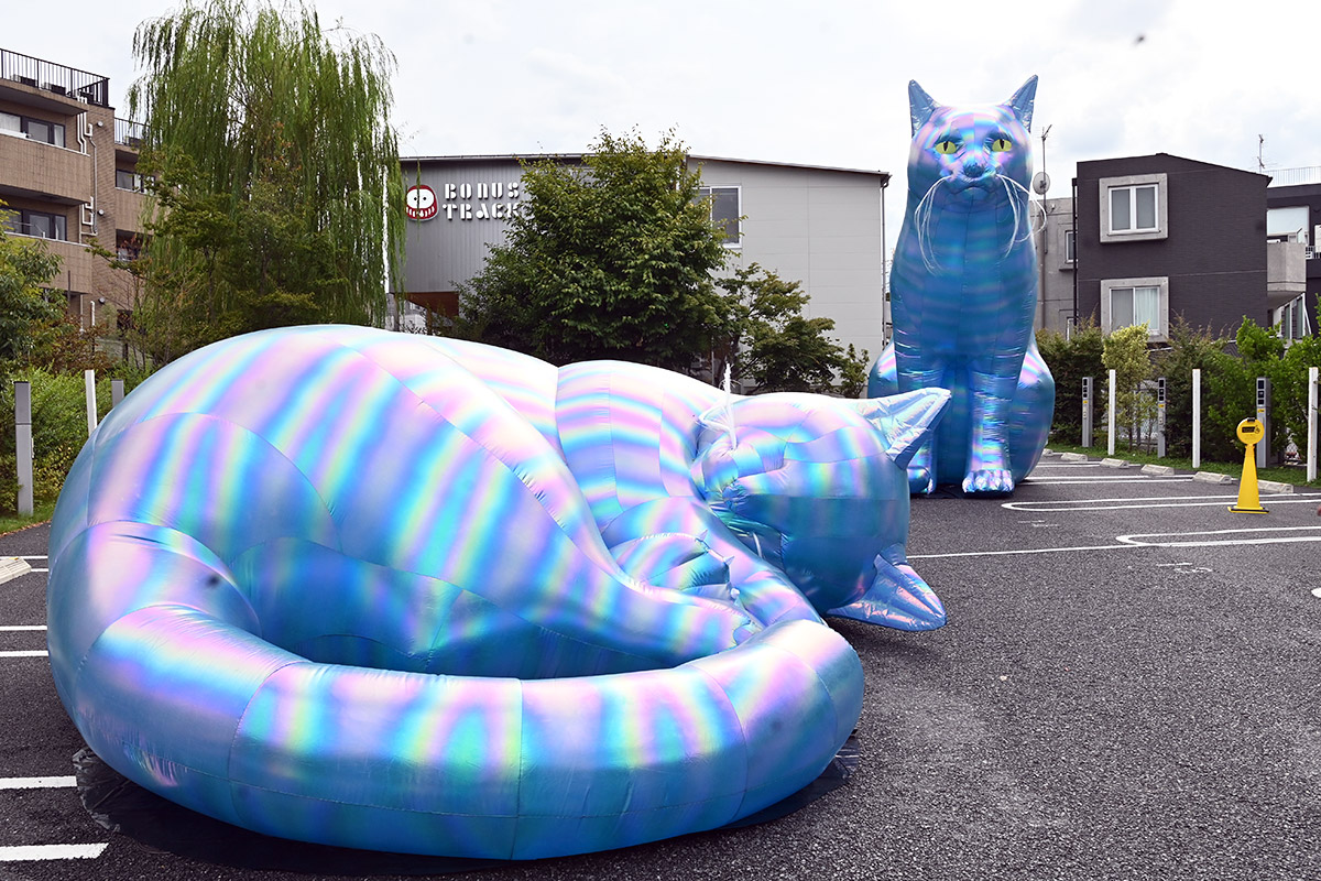 お昼のにゃんこ