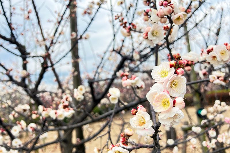羽根木公園の梅